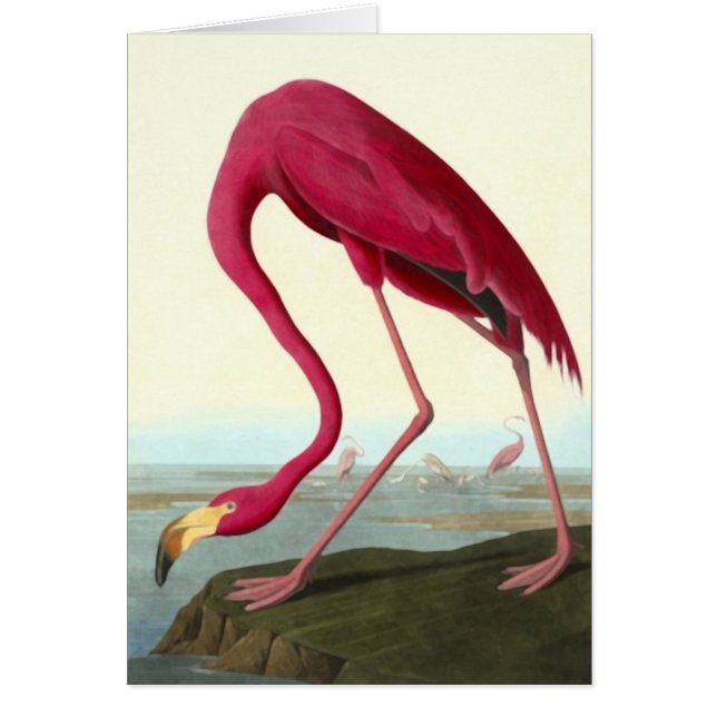 Cartão American Flamingo, John James Audubon (Frente)