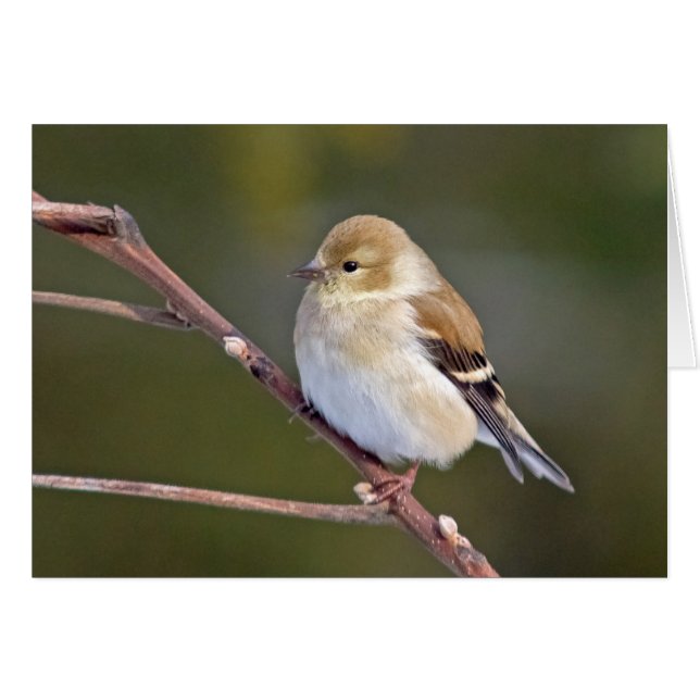 Cartão American Goldfinch (Frente Horizontal)