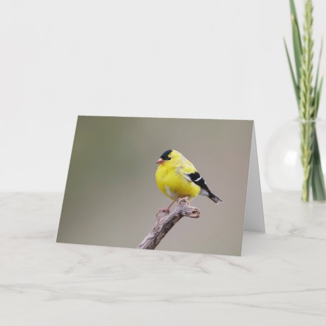 Cartão American Goldfinch Bird (Frente)