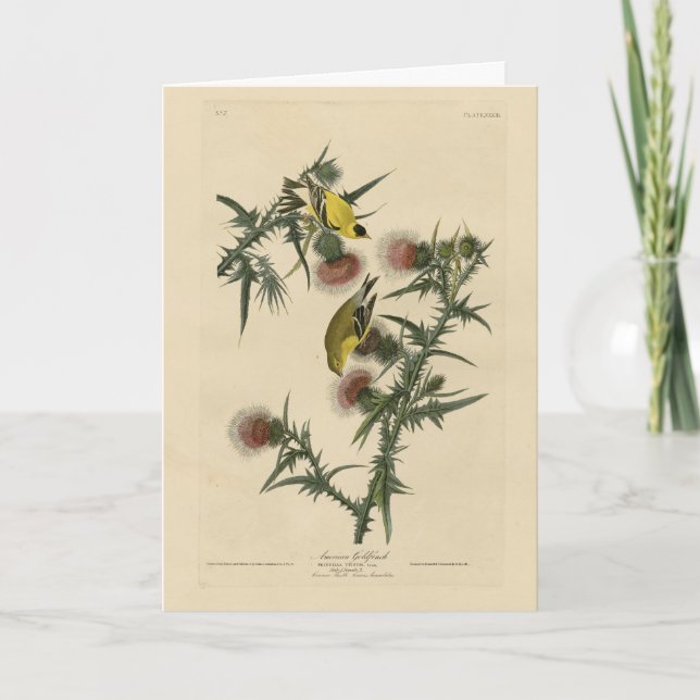 Cartão American Goldfinch das "Birds of America" de Audub (Frente)