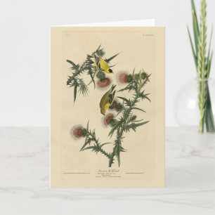 Cartão American Goldfinch das "Birds of America" de Audub