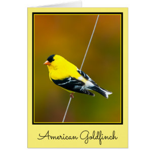 Cartão American Goldfinch - Fotografia original