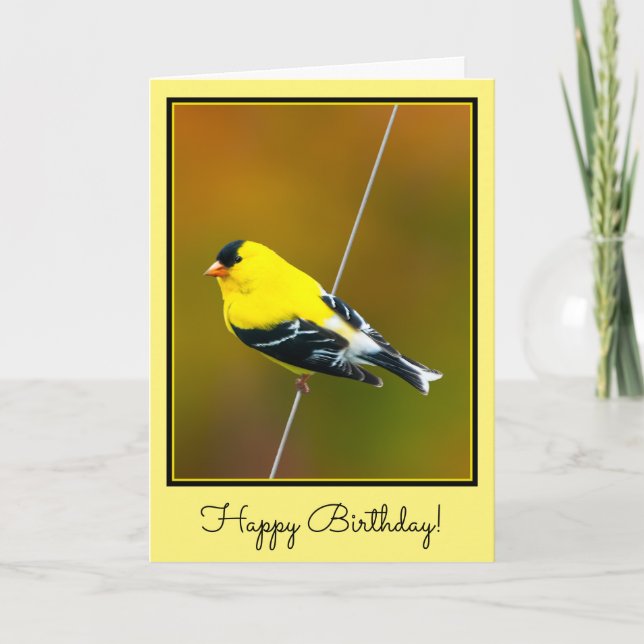 Cartão American Goldfinch - Fotografia original (Frente)