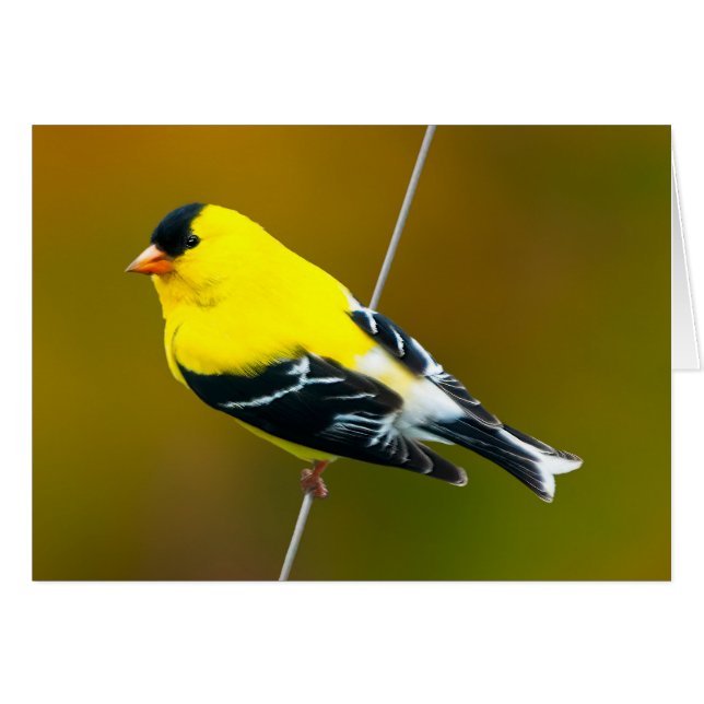 Cartão American Goldfinch - Fotografia original (Frente Horizontal)