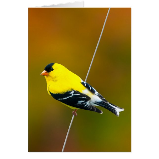 Cartão American Goldfinch - Fotografia original (Frente)