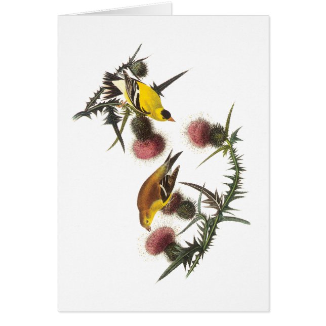 Cartão American Goldfinch por Audubon (Frente)