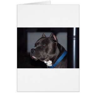 Cartão American Pit Bull Terrier
