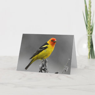 Cartão American Songbird Greetings Card