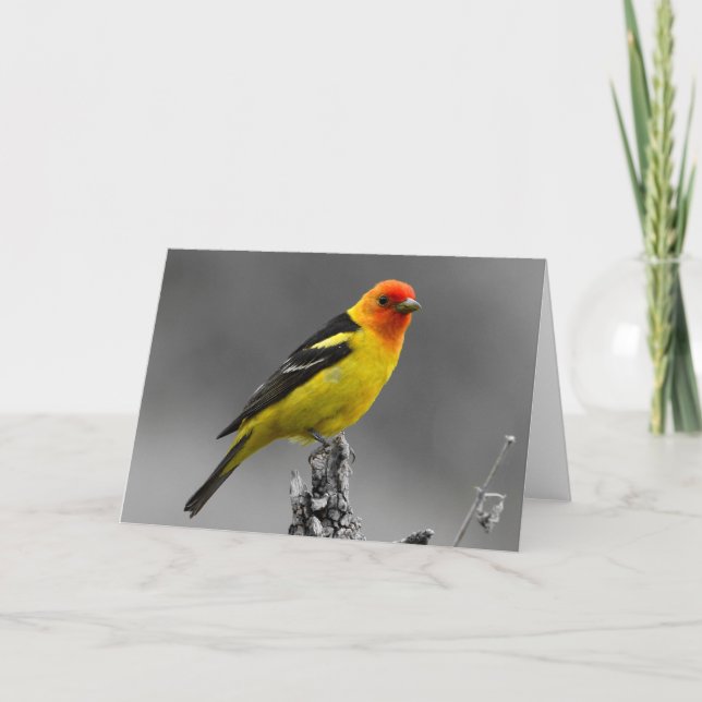 Cartão American Songbird Greetings Card (Frente)