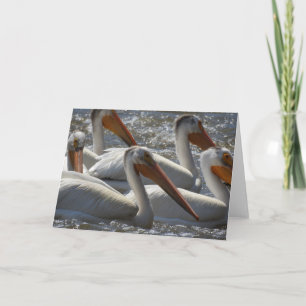 Cartão American White Pelicans Nature Photography