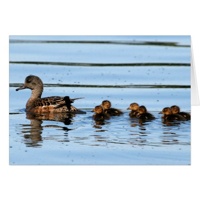 Cartão American Wigeon Brood 2 (Frente Horizontal)
