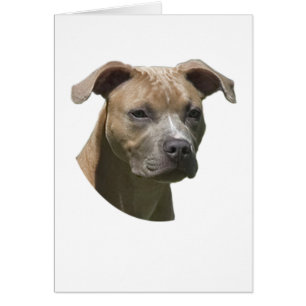 Cartão americano de Terrier (APBT) de pitbull