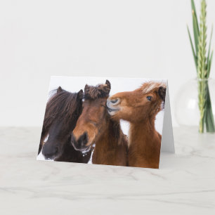 Cartão Amigos dos Cavalos Islandeses, Islândia