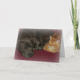 Cartão Amigos Pitbull e Gato Tabby Para Sempre 