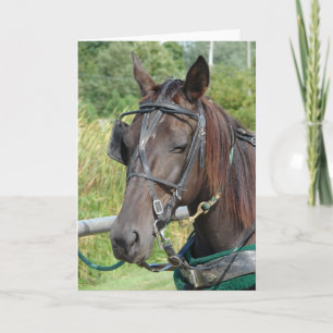 Cartão Amish Horse at the Hitching Post