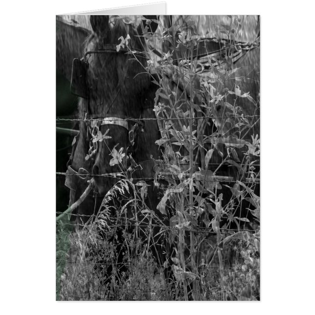 Cartão Amish Horse Black and White Grunge (Frente)