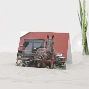 Cartão Amish Horse e Buggy