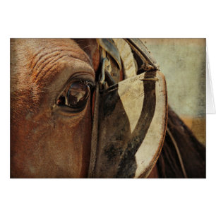 Cartão Amish Horse Eye
