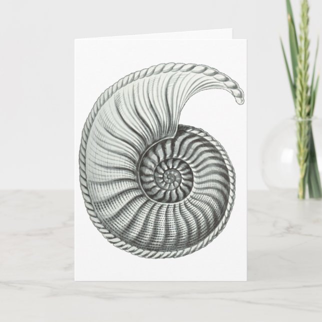 Cartão Ammonite (Frente)