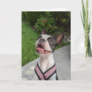 Cartão Amor de Boston Terrier