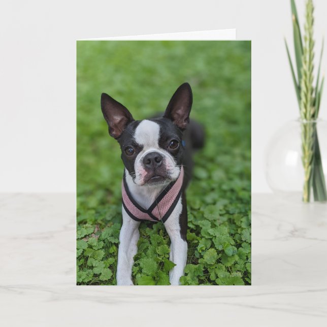 Cartão Amor de Boston Terrier (Frente)