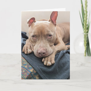 Cartão Amor de Pit Bull em Branco