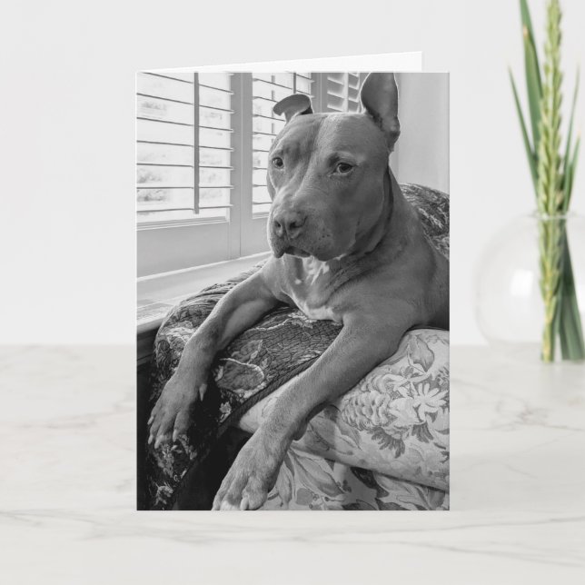 Cartão Amor de Pitbull (Frente)