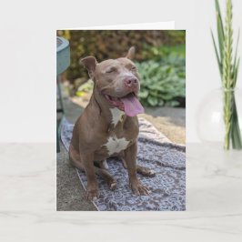 Cartão Amor de Pitbull