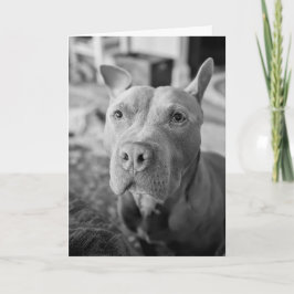 Cartão Amor de Pitbull
