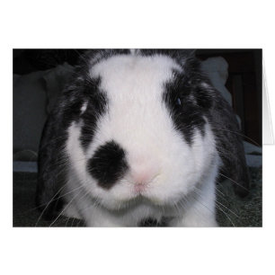 Cartão Amor do coelho