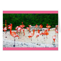 Amor do flamingo