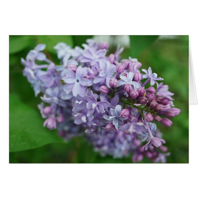 Cartão Amor do Lilac (Frente horizontal)