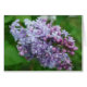 Cartão Amor do Lilac (Frente horizontal)