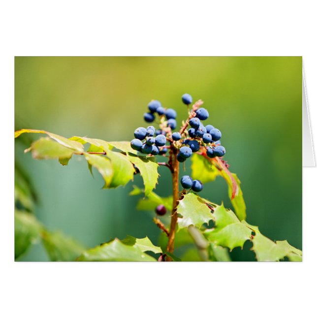 Cartão Amorango II (Frente horizontal)