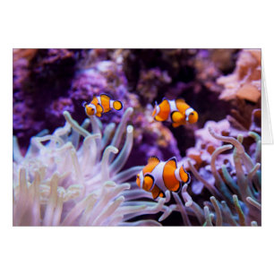 Cartão Amphiprion Ocellaris de Ocellaris Clownfish  