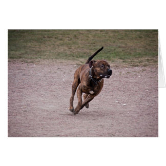 Cartão Amstaff em execução