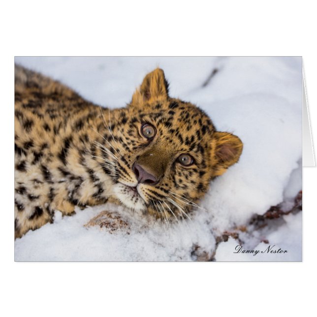 Cartão Amur (Frente Horizontal)