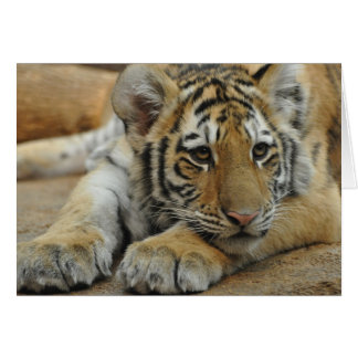 Cartão Amur Tiger Cub