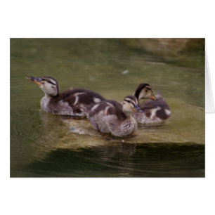 Cartão Anas platyrhynchos