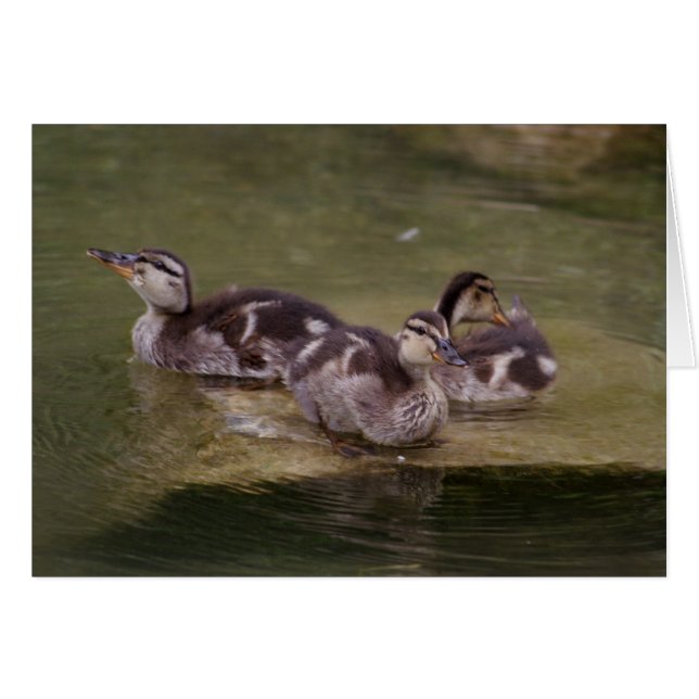 Cartão Anas platyrhynchos (Frente Horizontal)