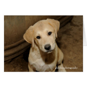 Cartão Anatolian Shepherd Puppy