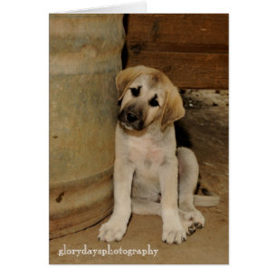 Cartão Anatolian Shepherd Puppy