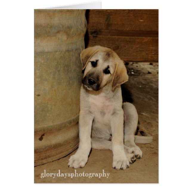 Cartão Anatolian Shepherd Puppy (Frente)
