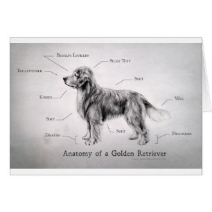 Cartão Anatomia correta de um golden retriever