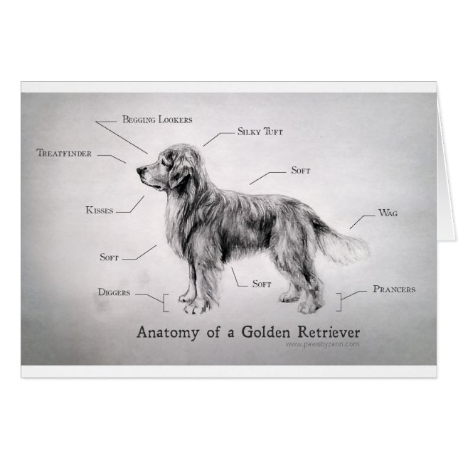 Cartão Anatomia correta de um golden retriever (Frente Horizontal)