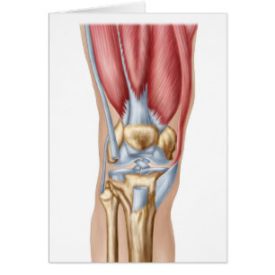 Cartão Anatomia da articulação do joelho humana