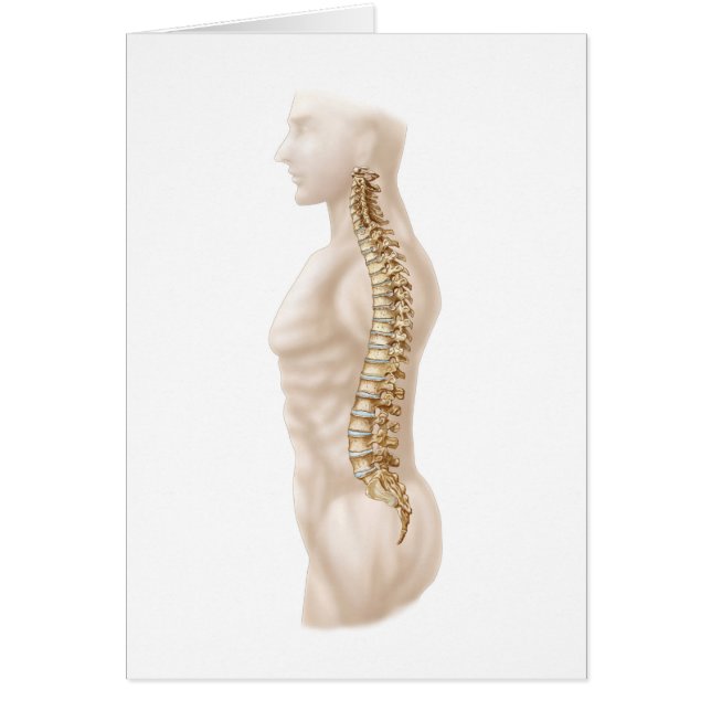 Cartão Anatomia Da Coluna Vertebral Humana, Lateral Esque (Frente)