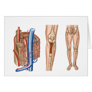 Cartão Anatomia da medula humana