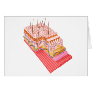 Cartão Anatomia Da Pele Humana