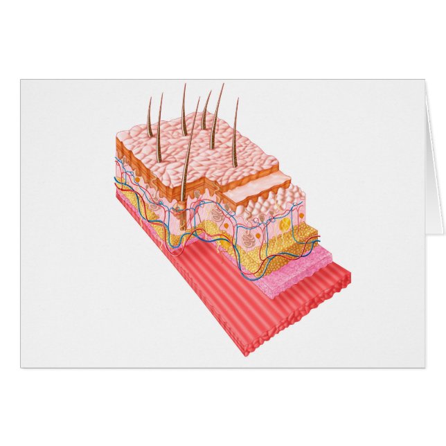 Cartão Anatomia Da Pele Humana (Frente Horizontal)
